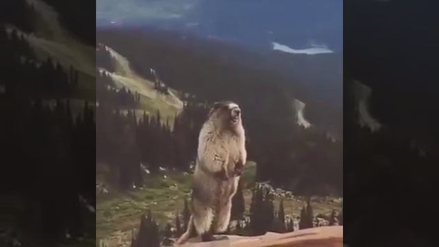Орущий суслик- полный угар!!!!!!!! смотреть онлайн