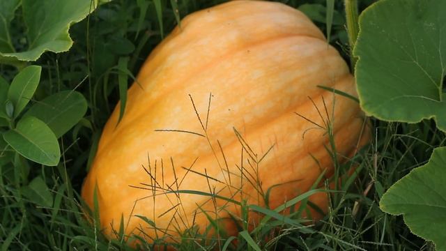 Pumpkin Patch Tour-Atlantic Giant Pumpkins! смотреть онлайн