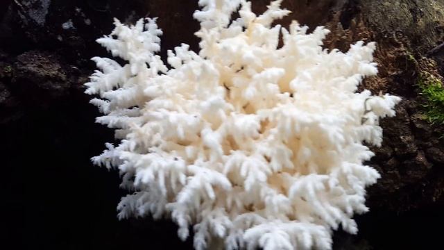 Hericium coralloides 03. jun 2019. смотреть онлайн
