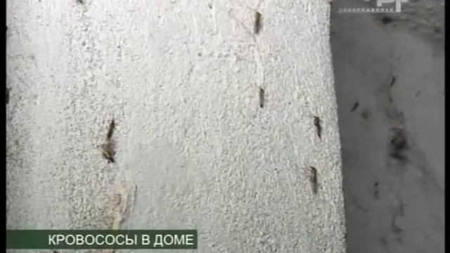 КРОВОСОСЫ В ДОМЕ смотреть онлайн