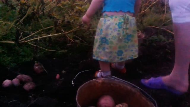 Собираем картошку смотреть онлайн