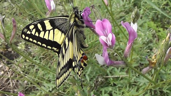 БИОСФЕРА: 114. Махаон (Papilio machaon)