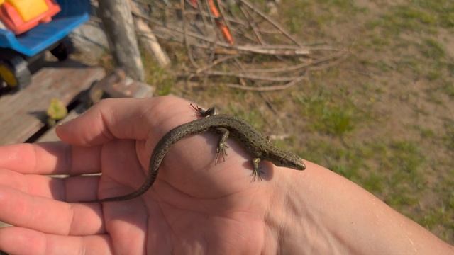 Дачный видео "ёжик" #20 Спасение утопающих. смотреть онлайн