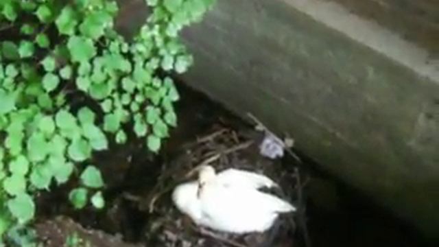 OpozdanieTrubadura 12.AVI смотреть онлайн