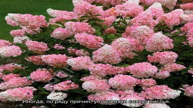 Записи с тегом 'гортензия' смотреть онлайн