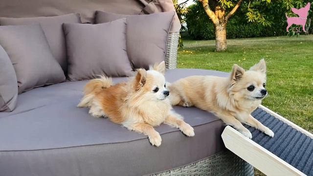 Cute Chihuahuas Try Out a Dog Ramp смотреть онлайн
