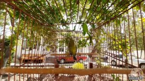 СУПЕР ПЕНИЕ ЗЕЛЕНУШКИ САМЕЦ.  2019 TJ