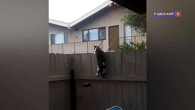 Смешное видео.Подборка смешных животных март 🍕1.🤣 Смех продлевает💙! смотреть онлайн