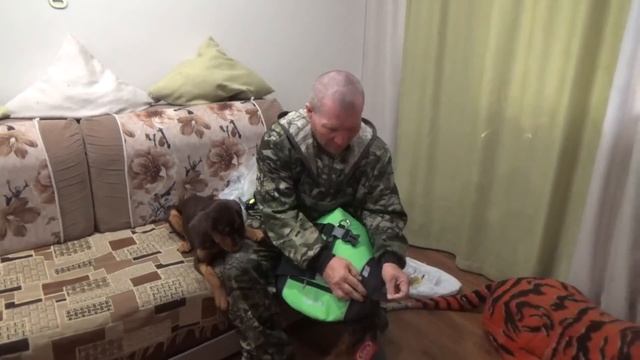 Спасательный жилет для собаки \ Обновка для Джесси смотреть онлайн