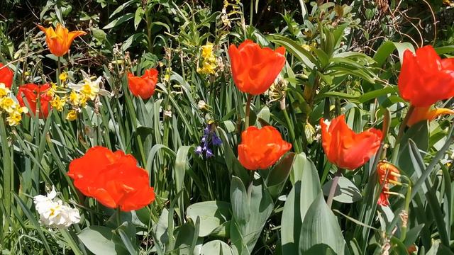 Tulip Lalibela, a very large flowered bright scarlet red Darwin Hybrid Tulip смотреть онлайн