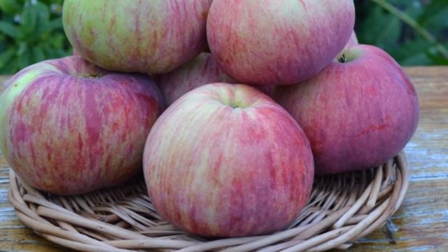 Сорт яблони Орловим смотреть онлайн