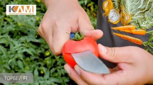 Томат  Торбей F1