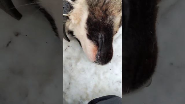 Щенок кавказской овчарки. Когда даёт делать все!!! смотреть онлайн