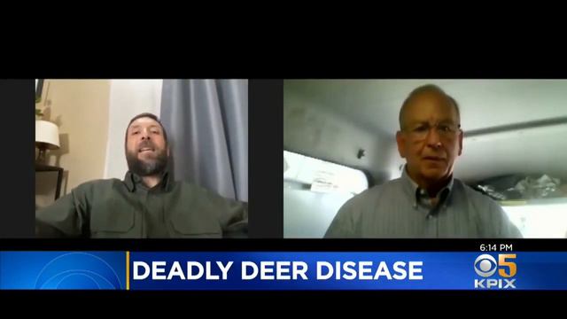 Deadly Deer Disease Spreading Through Bay Area смотреть онлайн