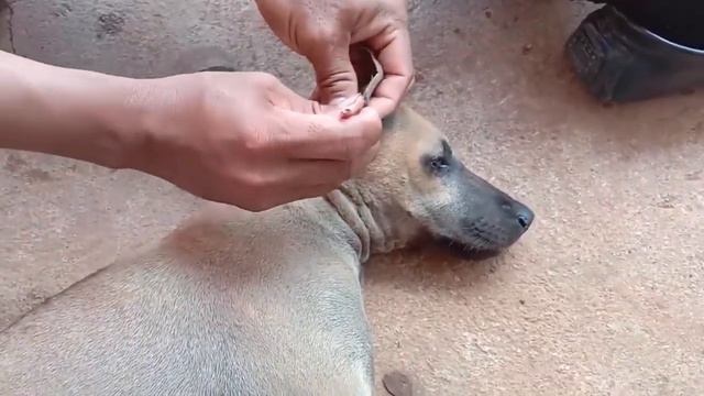 Many Big Ticks And Small Ticks Are This Dog's Ear, How To Remove Ticks Easy And Safe, Donjean