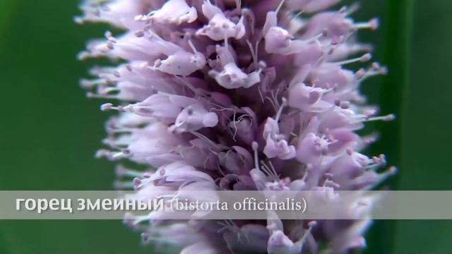 горец змеиный смотреть онлайн