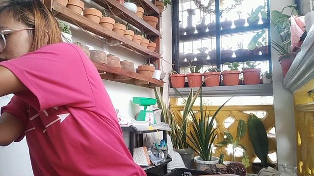 UNBOXING KOREAN SUCCULENTS LOCAL - Benguet Babies смотреть онлайн