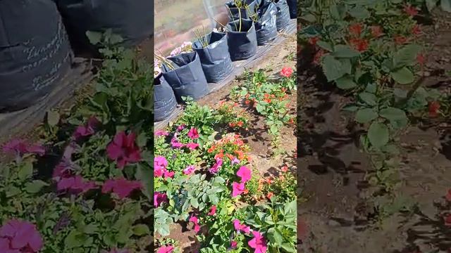 Обзор Подрастюшино с ценами на 29 июня 2022г. смотреть онлайн