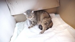 ? Как помочь кошке во время родов?