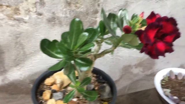 Rosa do deserto смотреть онлайн