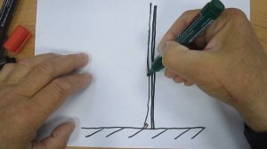 Ива формирование кроны