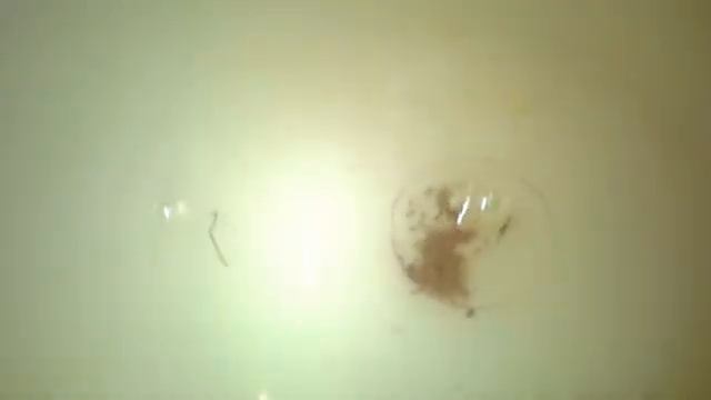 Многоразовый грунт для фиалок! Как восстановить Серамис? Рециклинг! смотреть онлайн