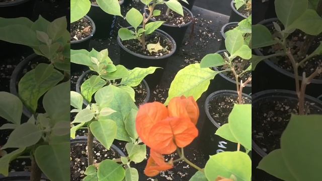 Бугенвиллея. Уход за бугенвиллией: полив, подкормка, обрезка. смотреть онлайн