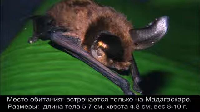 Самые необыкновенные животные и рыбы мира смотреть онлайн