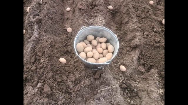 Как правильно сажать картофель смотреть онлайн