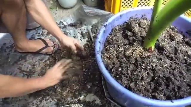 HOW TO PROPAGATE ELEPHANT EAR USING BETADINE смотреть онлайн
