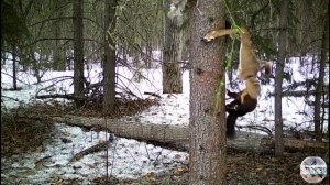 Фотоловушка в лесу. Поведение куницы на приваде