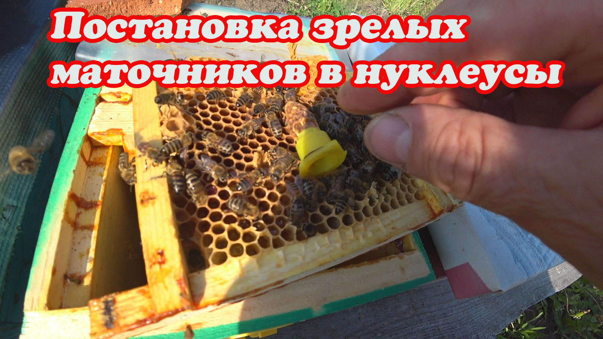 ПОСТАНОВКА ЗРЕЛЫХ МАТОЧНИКОВ, ПОСЛЕ ОТБОРА ПЛОДНЫХ МАТОК. смотреть онлайн