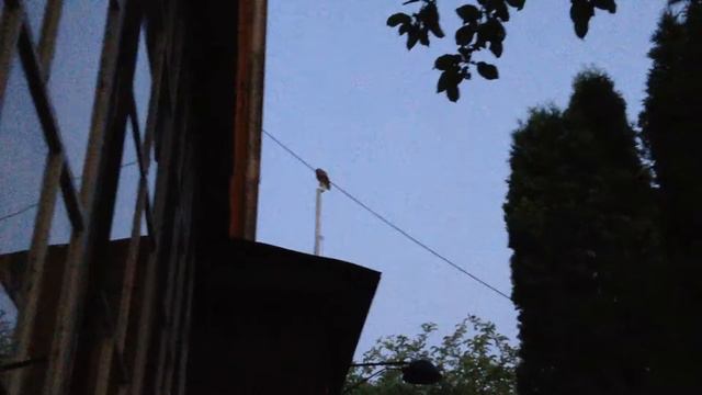Сова погудела и улетела смотреть онлайн
