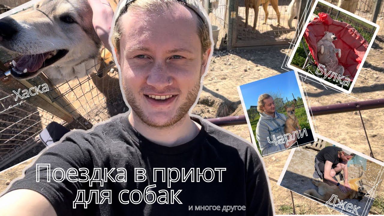 Наконец-то съездил в приют / Делаю права / Парик / Куча дел VLOG смотреть онлайн