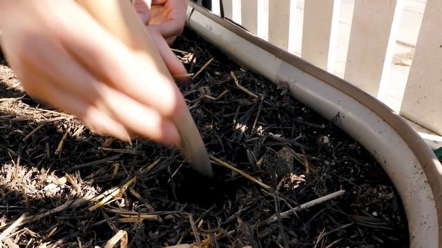 Ginger Growing from Store-Bought Ginger Roots! смотреть онлайн