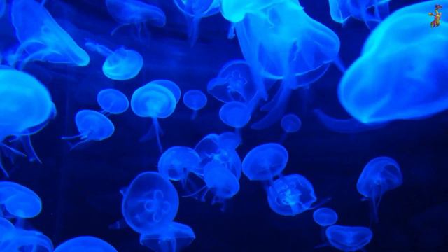 Морской релакс Неизвестен free смотреть онлайн