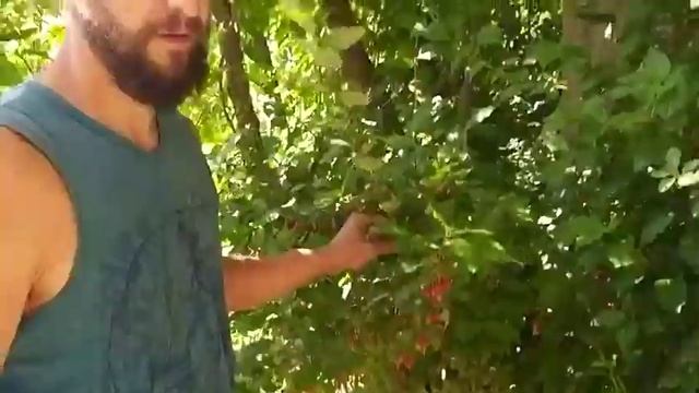Лох многоцветковый - гуми на полесье смотреть онлайн