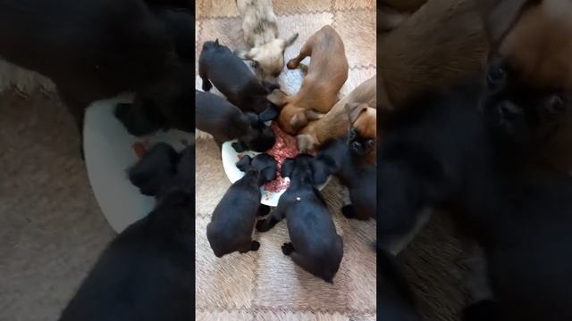 Как накормить капризулю и никого из 8 не забыть ! смотреть онлайн