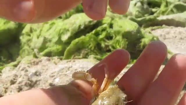 В мире животных глазами ребёнка. Черноморский краб! Документатор Никита Нюняев. Одесса июль 2017 смотреть онлайн