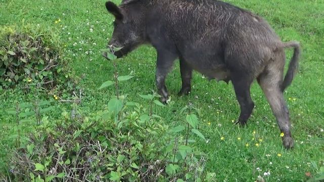 Прогулка с Джеком Воронцовка 24 05 2017 HD 1080 p смотреть онлайн