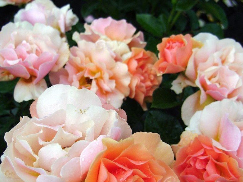 Пришел первый Заказ саженцев роз. смотреть онлайн