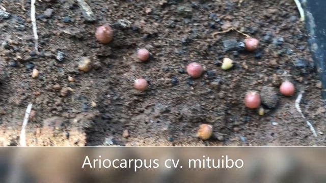 2 month sowing update. Lophophora, Mammillaria, Escobaria, and Ariocarpus смотреть онлайн