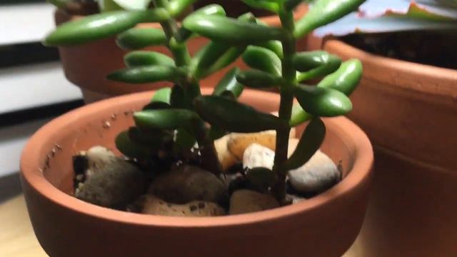 tour of my small grow light. смотреть онлайн