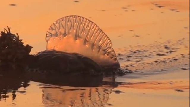 Facts: The Blue Sea Dragon смотреть онлайн