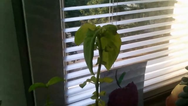 Обзор на растение колиус а так же мини информация про колиус смотреть онлайн