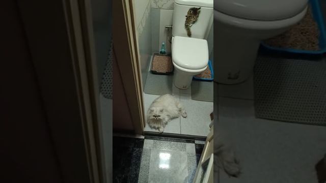 Бедный Айсик приходится ютиться на полу смотреть онлайн