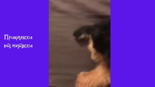 ПРИКОЛЫ С ЖИВОТНЫМИ / Смешные коты / Собаки / Смешные животные смотреть онлайн