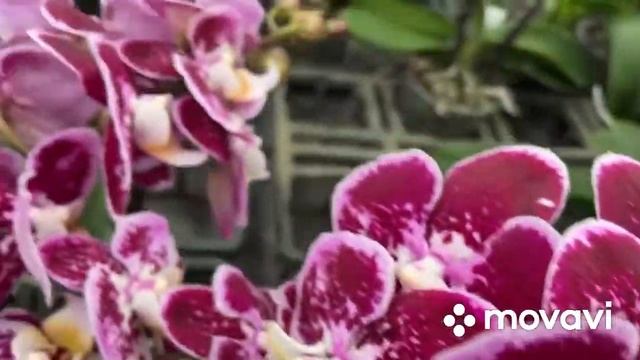 Шикарный завоз орхидей, Красивые Сингало, Легато!? Wunderschöne Lieferung von Orchideen смотреть онлайн