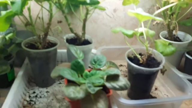Пеларгония вытягивается. Добавляю освещение, расставляю и сортирую цветы. смотреть онлайн