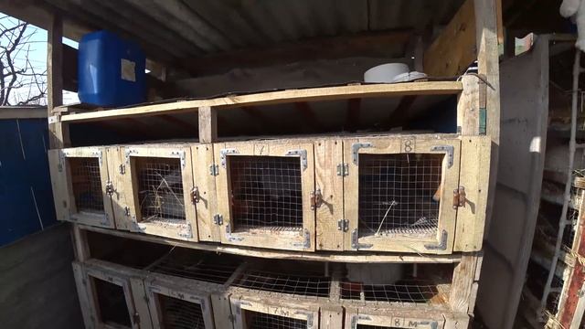 Крольчата/ Про фландров. 4К смотреть онлайн